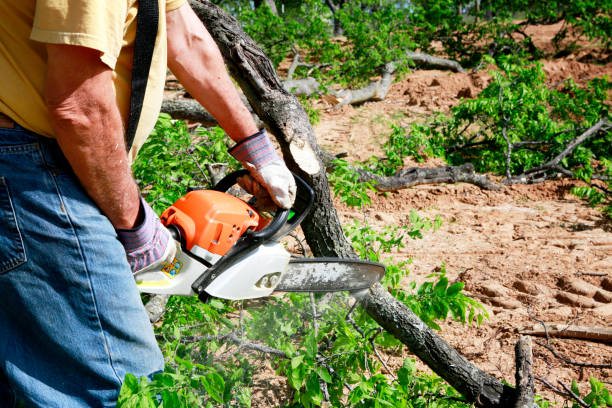 Best Tree Care Services  in USA